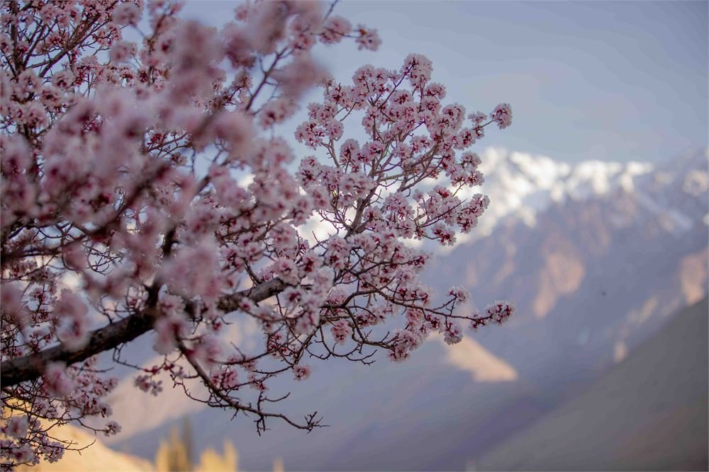 Apricot blossom as winter loosens its grip