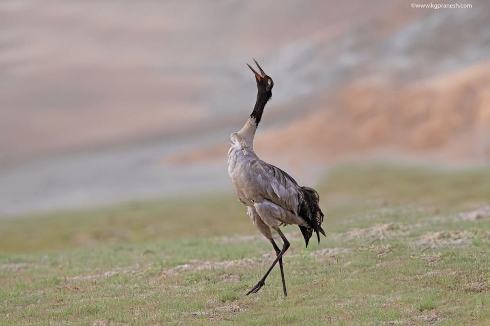 A black-necked crane calling on the spring wetlands of Changthang