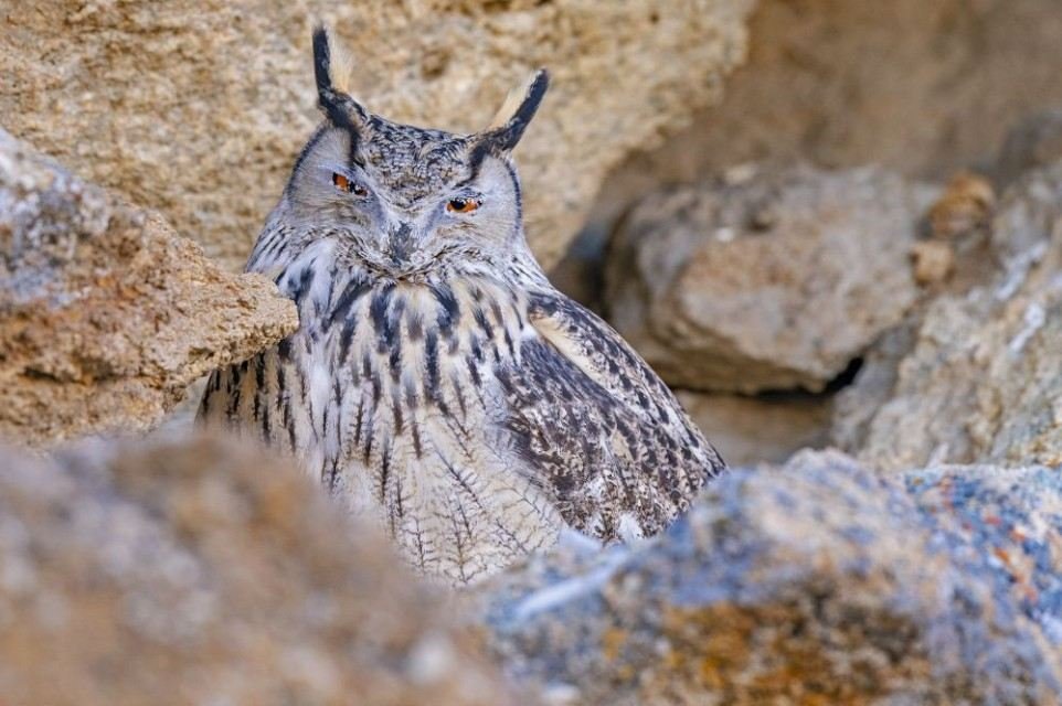A Eurasian eagle-owl tucked among the crags