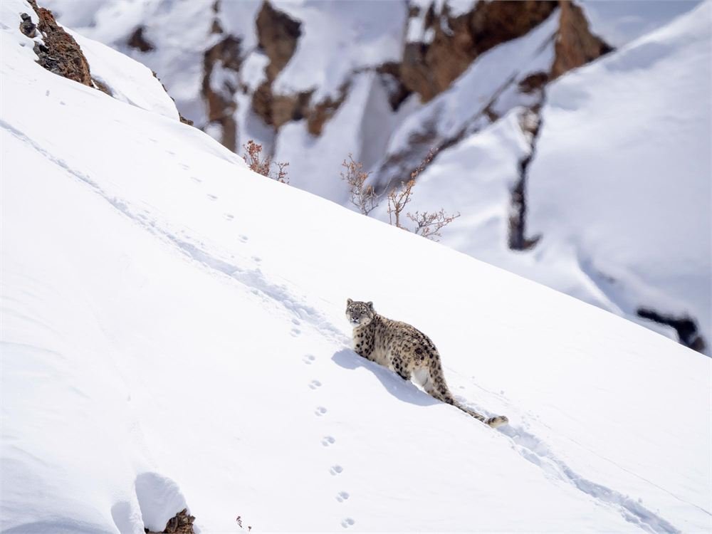 A snow leopard on a snowbound Himalayan slope